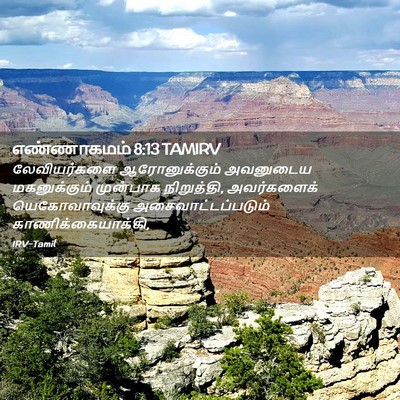 Picture 02 - எண்ணாகமம் 8:13 TAMIRV - லேவியர்களை - Bible Verse Picture