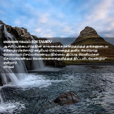 Picture 02 - எண்ணாகமம் 8:26 TAMIRV -  - Bible Verse Picture