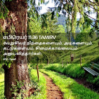 Picture 02 - எபிரெயர் 11:36 TAMIRV - வேறுசிலர் - Bible Verse Picture