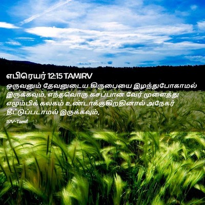 Picture 02 - எபிரெயர் 12:15 TAMIRV - ஒருவனும் தேவனுடைய - Bible Verse Picture