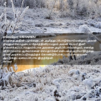 Picture 02 - எரேமியா 11:19 TAMIRV - மரத்தை அதின் - Bible Verse Picture
