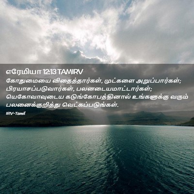 Picture 02 - எரேமியா 12:13 TAMIRV - கோதுமையை - Bible Verse Picture