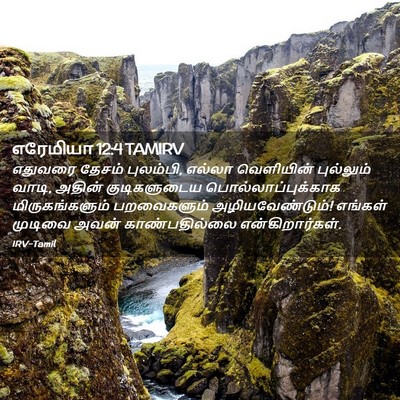 Picture 02 - எரேமியா 12:4 TAMIRV - எதுவரை தேசம் - Bible Verse Picture