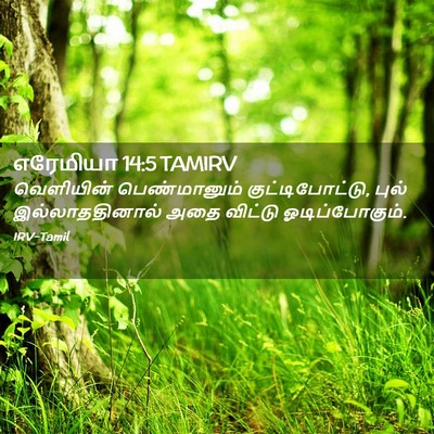 Picture 02 - எரேமியா 14:5 TAMIRV - வெளியின் - Bible Verse Picture