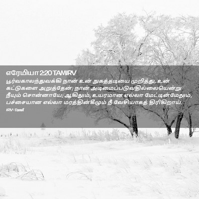 Picture 02 - எரேமியா 2:20 TAMIRV -  - Bible Verse Picture