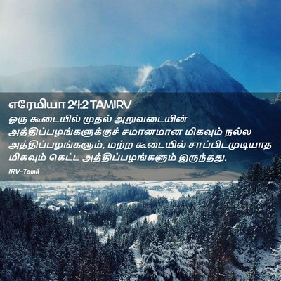 Picture 02 - எரேமியா 24:2 TAMIRV - ஒரு கூடையில் - Bible Verse Picture