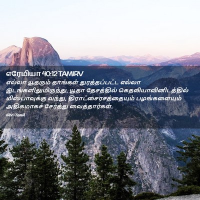 Picture 02 - எரேமியா 40:12 TAMIRV - எல்லா யூதரும் - Bible Verse Picture