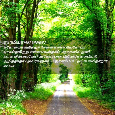 Picture 02 - எரேமியா 49:7 TAMIRV -  - Bible Verse Picture
