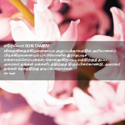 Picture 02 - எரேமியா 50:16 TAMIRV -  - Bible Verse Picture