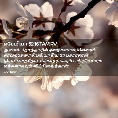Picture 02 - எரேமியா 52:16 TAMIRV - ஆனால் தேசத்தாரில் - Bible Verse Picture