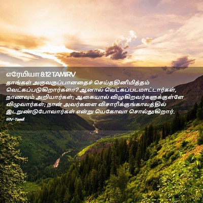 Picture 02 - எரேமியா 8:12 TAMIRV - தாங்கள் - Bible Verse Picture
