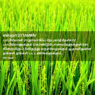 Picture 02 - எஸ்றா 2:1 TAMIRV - பாபிலோன் - Bible Verse Picture