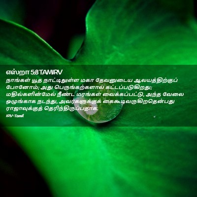 Picture 02 - எஸ்றா 5:8 TAMIRV - நாங்கள் யூத - Bible Verse Picture