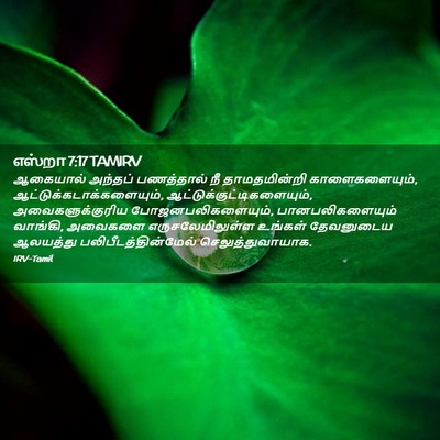 Picture 02 - எஸ்றா 7:17 TAMIRV - ஆகையால் அந்தப் - Bible Verse Picture