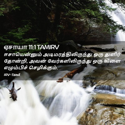 Picture 02 - ஏசாயா 11:1 TAMIRV - ஈசாயென்னும் - Bible Verse Picture