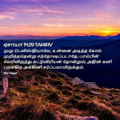 Picture 02 - ஏசாயா 14:29 TAMIRV - முழு - Bible Verse Picture