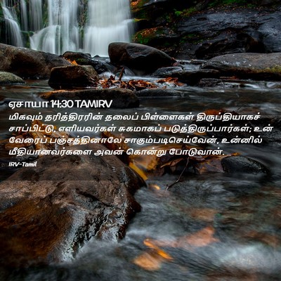 Picture 02 - ஏசாயா 14:30 TAMIRV - மிகவும் - Bible Verse Picture