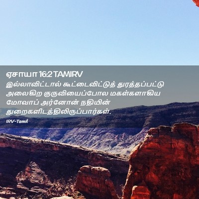 Picture 02 - ஏசாயா 16:2 TAMIRV - இல்லாவிட்டால் - Bible Verse Picture