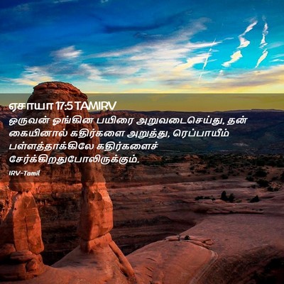 Picture 02 - ஏசாயா 17:5 TAMIRV - ஒருவன் ஓங்கின - Bible Verse Picture