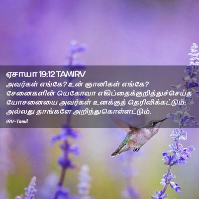 Picture 02 - ஏசாயா 19:12 TAMIRV - அவர்கள் எங்கே? உன் - Bible Verse Picture