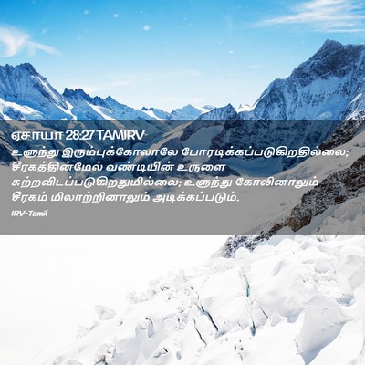 Picture 02 - ஏசாயா 28:27 TAMIRV - உளுந்து - Bible Verse Picture