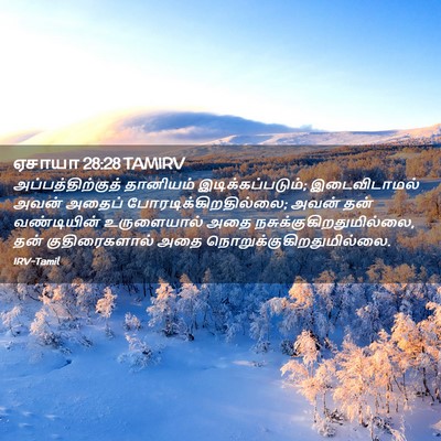 Picture 02 - ஏசாயா 28:28 TAMIRV - அப்பத்திற்குத் - Bible Verse Picture