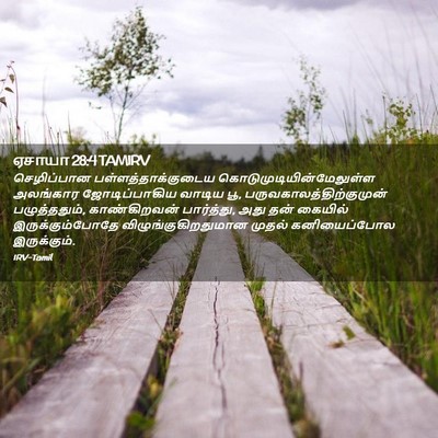Picture 02 - ஏசாயா 28:4 TAMIRV - செழிப்பான - Bible Verse Picture