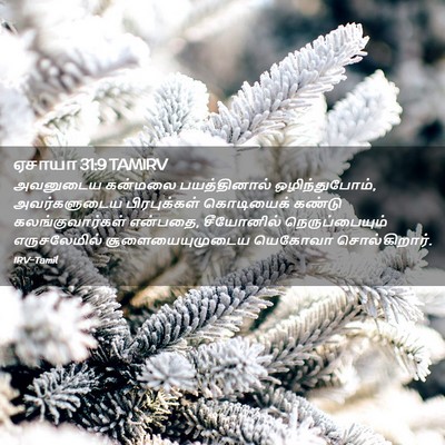 Picture 02 - ஏசாயா 31:9 TAMIRV - அவனுடைய கன்மலை - Bible Verse Picture