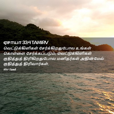 Picture 02 - ஏசாயா 33:4 TAMIRV - வெட்டுக்கிளிகள் - Bible Verse Picture