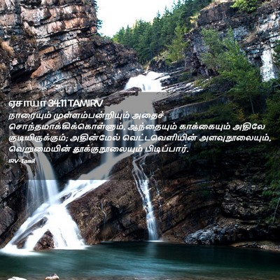 Picture 02 - ஏசாயா 34:11 TAMIRV - நாரையும் - Bible Verse Picture