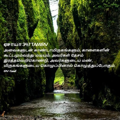 Picture 02 - ஏசாயா 34:7 TAMIRV - அவைகளுடன் - Bible Verse Picture