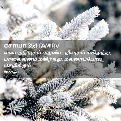 Picture 02 - ஏசாயா 35:1 TAMIRV - வனாந்திரமும் - Bible Verse Picture