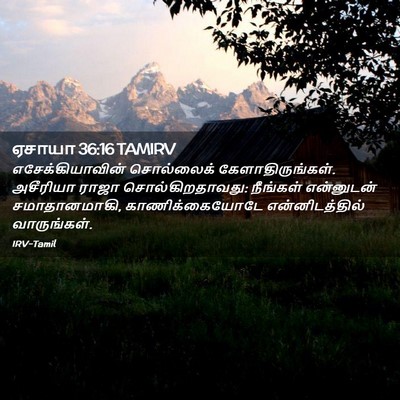 Picture 02 - ஏசாயா 36:16 TAMIRV - எசேக்கியாவின் - Bible Verse Picture