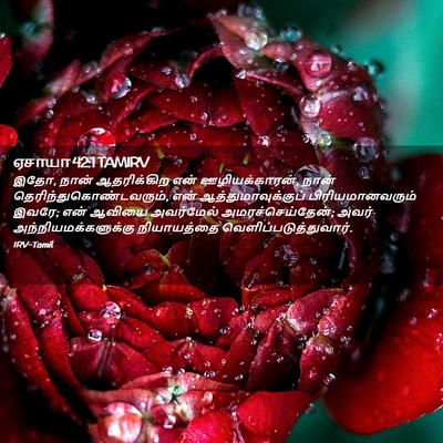 Picture 02 - ஏசாயா 42:1 TAMIRV - இதோ, நான் - Bible Verse Picture