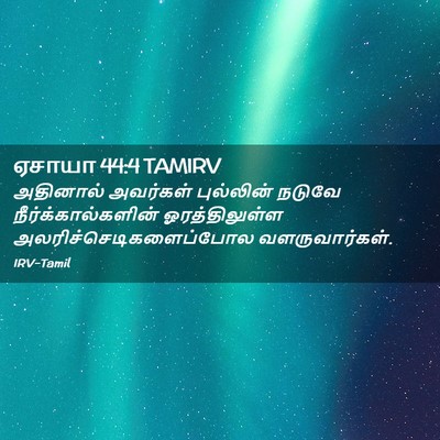 Picture 02 - ஏசாயா 44:4 TAMIRV - அதினால் அவர்கள் - Bible Verse Picture