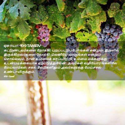 Picture 02 - ஏசாயா 49:9 TAMIRV - கட்டுண்டவர்களை - Bible Verse Picture