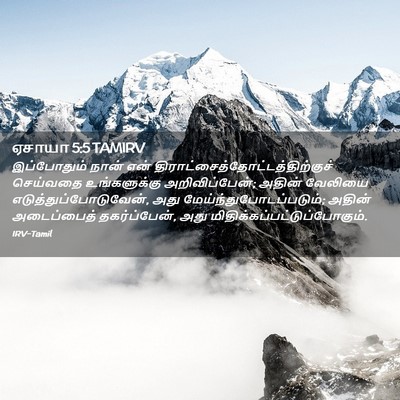 Picture 02 - ஏசாயா 5:5 TAMIRV - இப்போதும் நான் - Bible Verse Picture