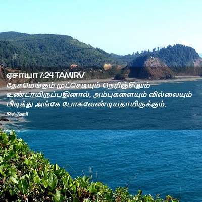 Picture 02 - ஏசாயா 7:24 TAMIRV - தேசமெங்கும் - Bible Verse Picture