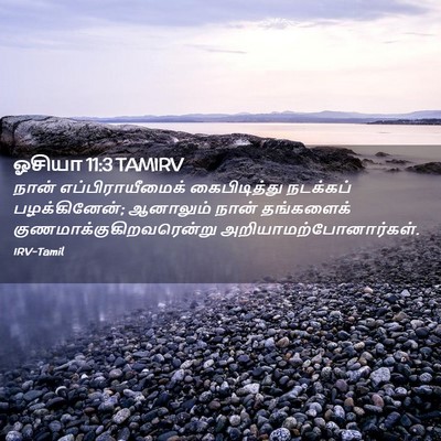 Picture 02 - ஓசியா 11:3 TAMIRV - நான் - Bible Verse Picture
