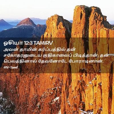 Picture 02 - ஓசியா 12:3 TAMIRV - அவன் தாயின் - Bible Verse Picture
