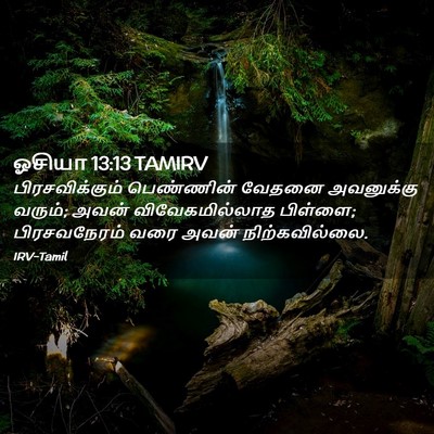 Picture 02 - ஓசியா 13:13 TAMIRV - பிரசவிக்கும் - Bible Verse Picture