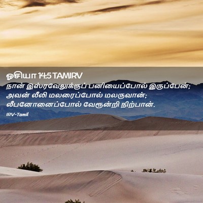 Picture 02 - ஓசியா 14:5 TAMIRV - நான் - Bible Verse Picture