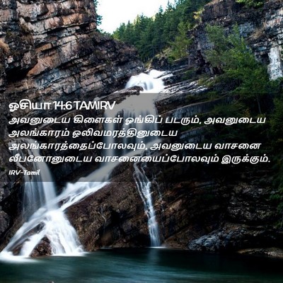 Picture 02 - ஓசியா 14:6 TAMIRV - அவனுடைய கிளைகள் - Bible Verse Picture