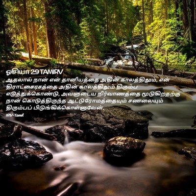 Picture 02 - ஓசியா 2:9 TAMIRV - ஆதலால் நான் என் - Bible Verse Picture