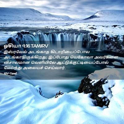 Picture 02 - ஓசியா 4:16 TAMIRV - இஸ்ரவேல் அடங்காத - Bible Verse Picture