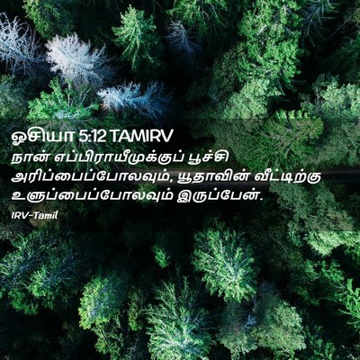 Picture 02 - ஓசியா 5:12 TAMIRV - நான் - Bible Verse Picture
