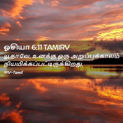 Picture 02 - ஓசியா 6:11 TAMIRV - யூதாவே, உனக்கு ஒரு - Bible Verse Picture
