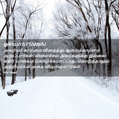 Picture 02 - ஓசியா 8:7 TAMIRV - அவர்கள் காற்றை - Bible Verse Picture