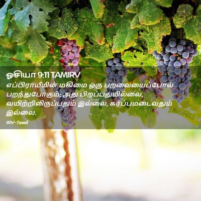 Picture 02 - ஓசியா 9:11 TAMIRV - எப்பிராயீமின் - Bible Verse Picture