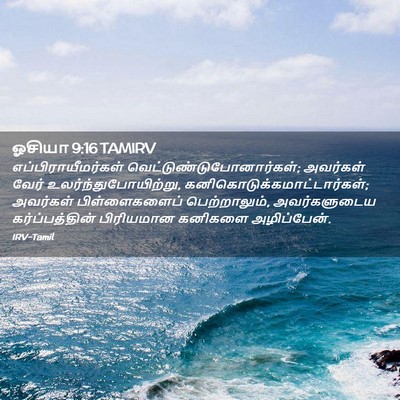 Picture 02 - ஓசியா 9:16 TAMIRV - எப்பிராயீமர்கள் - Bible Verse Picture